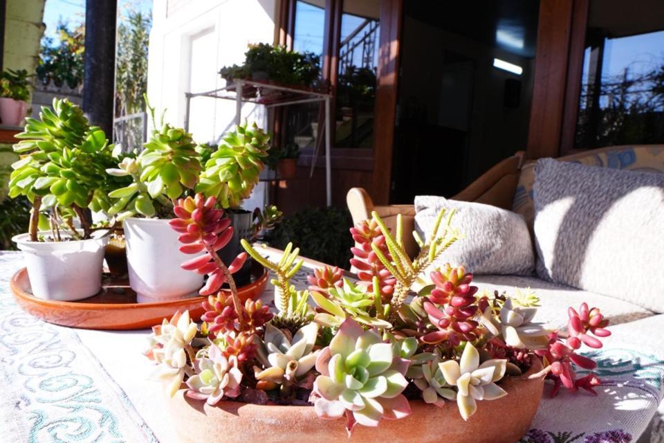 House Of Greenery Κουτάισι Εξωτερικό φωτογραφία